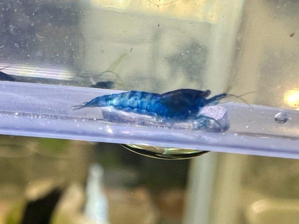 Blue Neon Lighter 1 1024x768