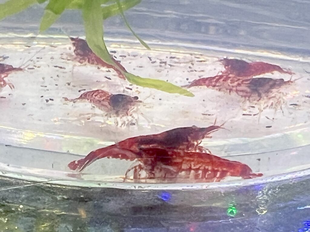 FIre Red Shrimp More 2 1024x768