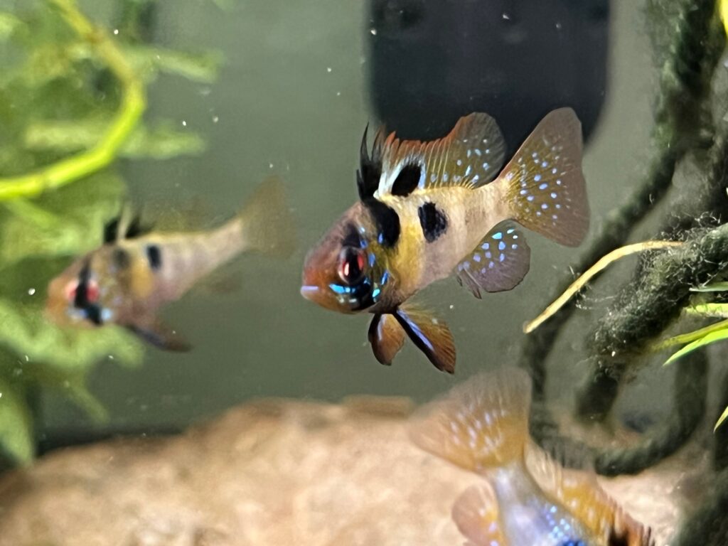 Ram Darklighting 1024x768