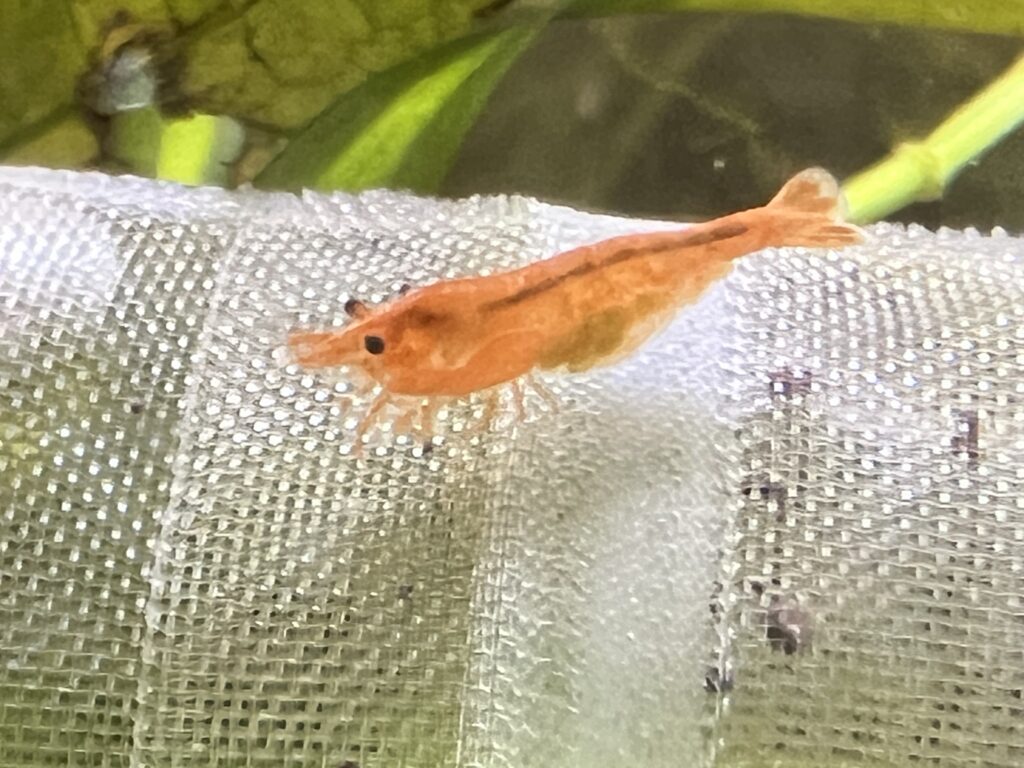 Sunkist Orange 1024x768