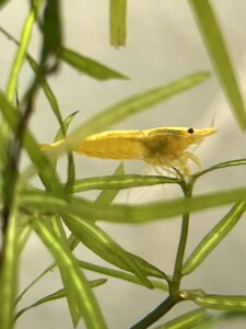 Yellowback More 225x300