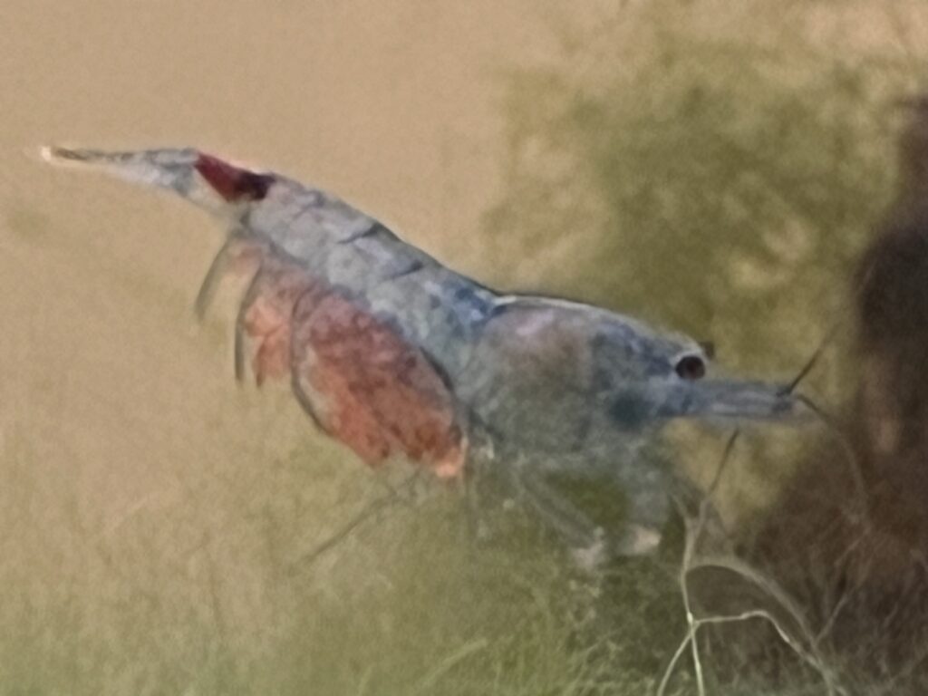 Bluejellyshrimp2 1024x768