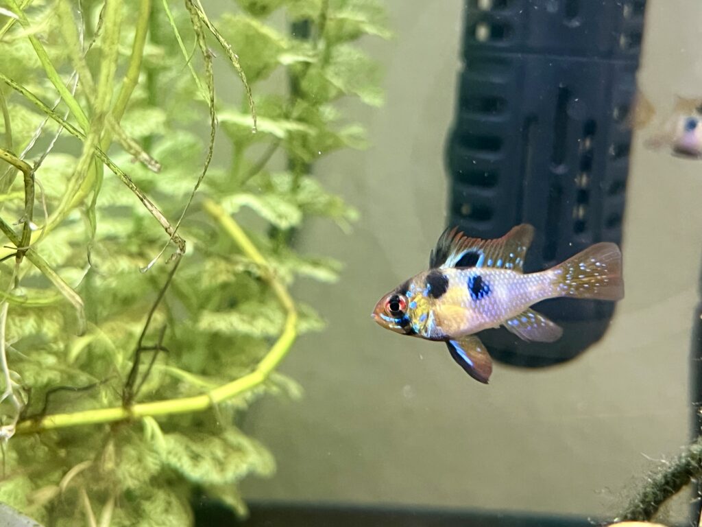 Ram Lighted 1024x768